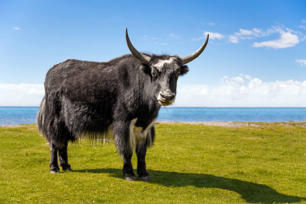 Ein Yak aus dem Zoo Arche Noah