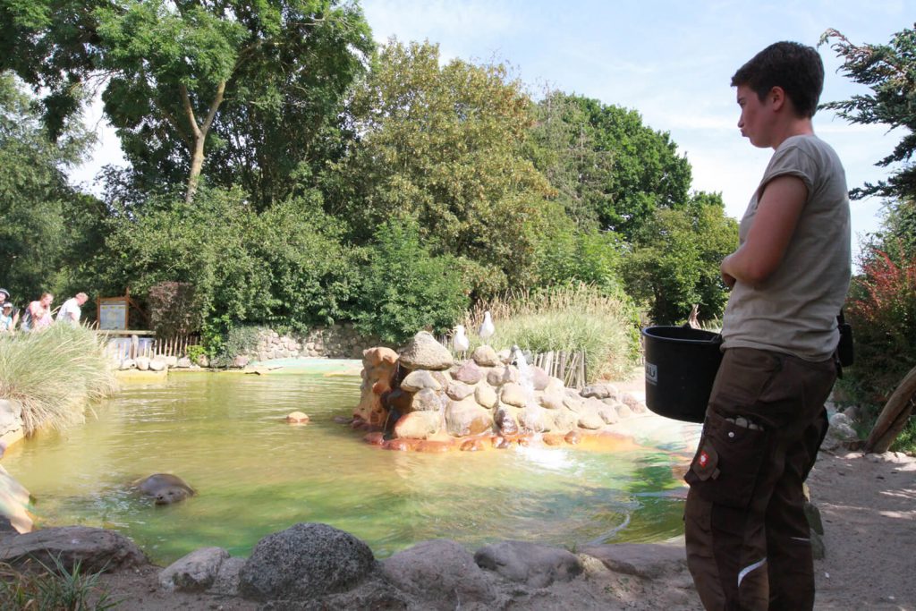 Fütterung der Seehunde im Zoo Arche Noah