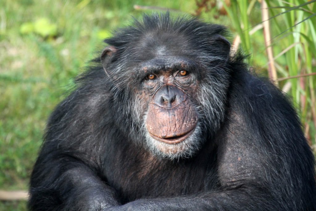 Affe aus dem Zoo Arche Noah