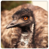 Patenschaft Emu