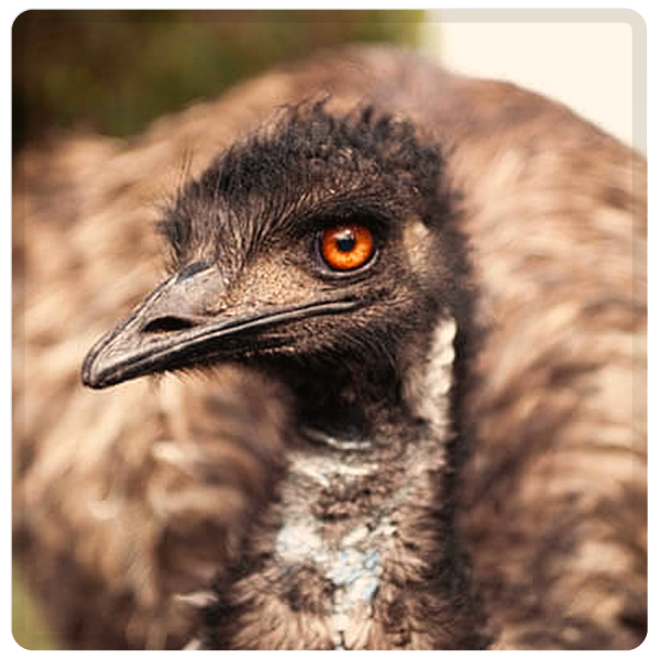 Patenschaft Emu