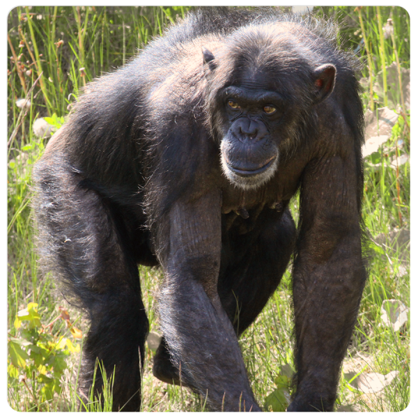 Patenschaft Schimpanse Judy